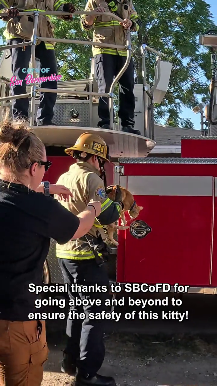 COF Bevardits 224 Special thanks to SBCOFD for going above and beyond to ensure the safety of this kitty!