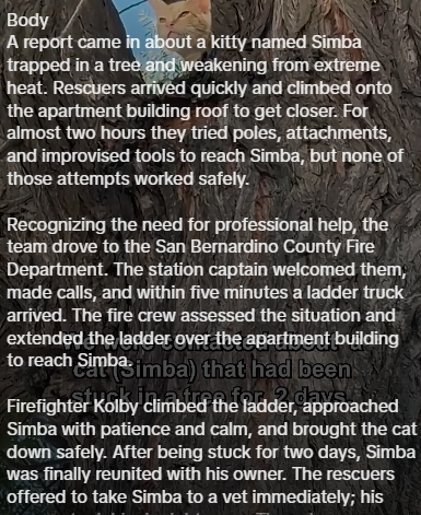 Body A report came in about a kitty named Simba trapped in a tree and weakening from extreme heat. Rescuers arrived quickly and climbed onto the apartment building roof to get closer. For almost two hours they tried poles, attachments, and improvised tools to reach Simba, but none of those attempts worked safely. Recognizing the need for professional help, the team drove to the San Bernardino County Fire Department. The station captain welcomed them, made calls, and within five minutes a ladder