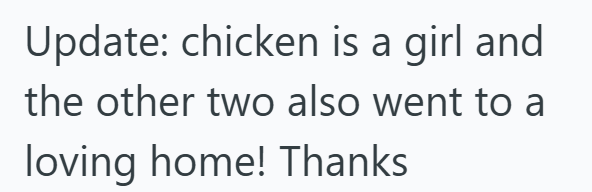 Update: chicken is a girl and the other two also went to a loving home! Thanks