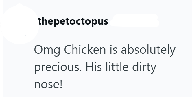 thepetoctopus Omg Chicken is absolutely precious. His little dirty nose!