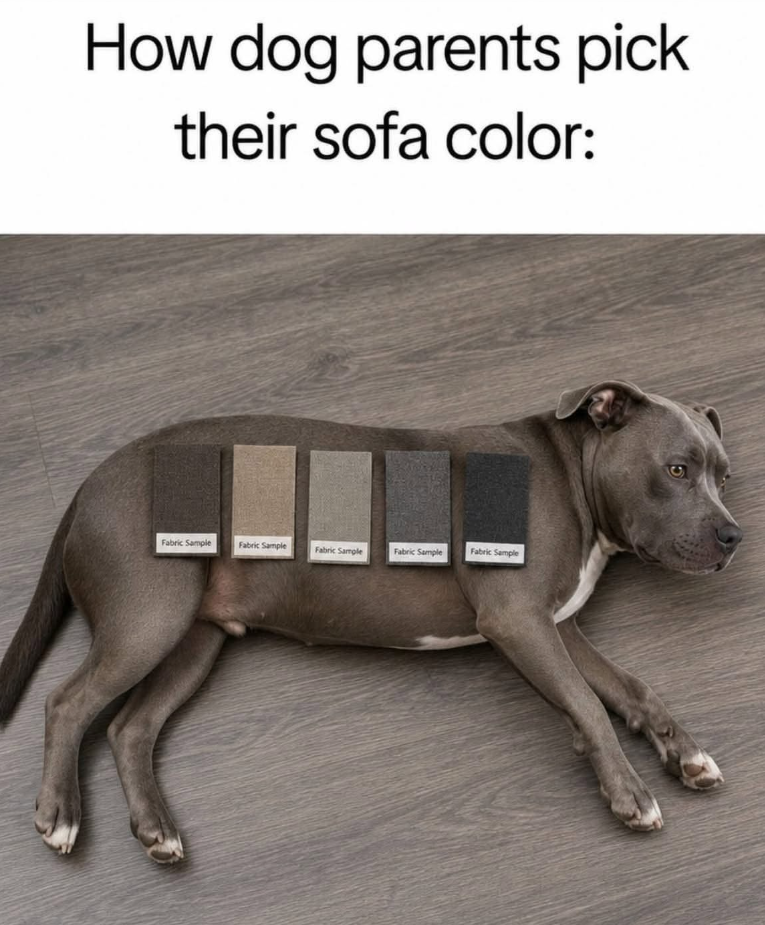 How dog parents pick their sofa color: Fabric Sample Fabric Sample Fabric Sample Fabric Sample Fabric Sample