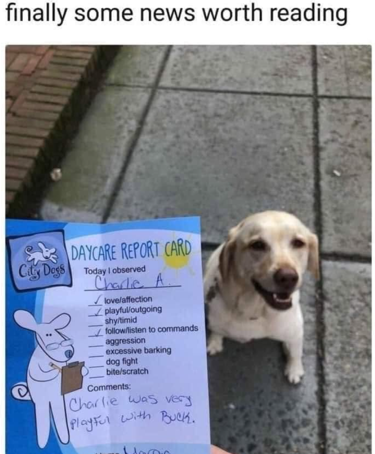 finally some news worth reading City Dogs S DAYCARE REPORT CARD Today I observed Charlie A. love/affection playful/outgoing shy/timid follow/listen to commands aggression excessive barking dog fight bite/scratch Comments: Charlie was very Playful with Buck.
