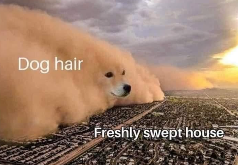 Dog hair Freshly swept house