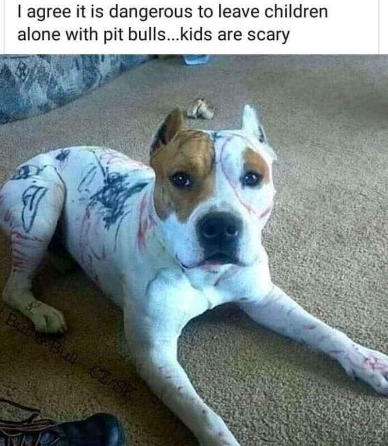 I agree it is dangerous to leave children alone with pit bulls...kids are scary Bud& Bull CZ/SK