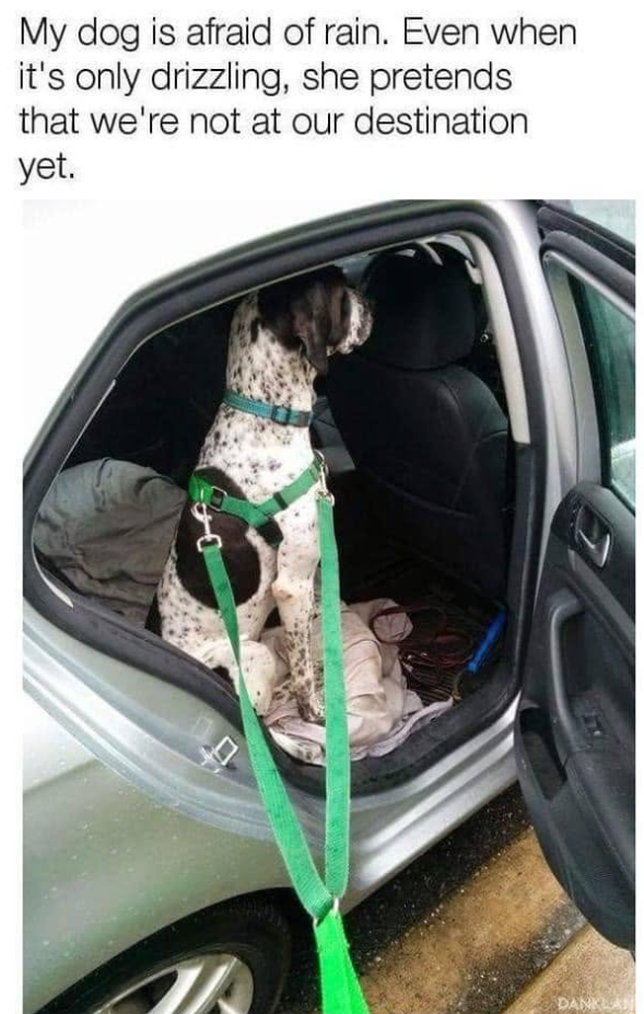 My dog is afraid of rain. Even when it's only drizzling, she pretends that we're not at our destination yet. DANKLAN