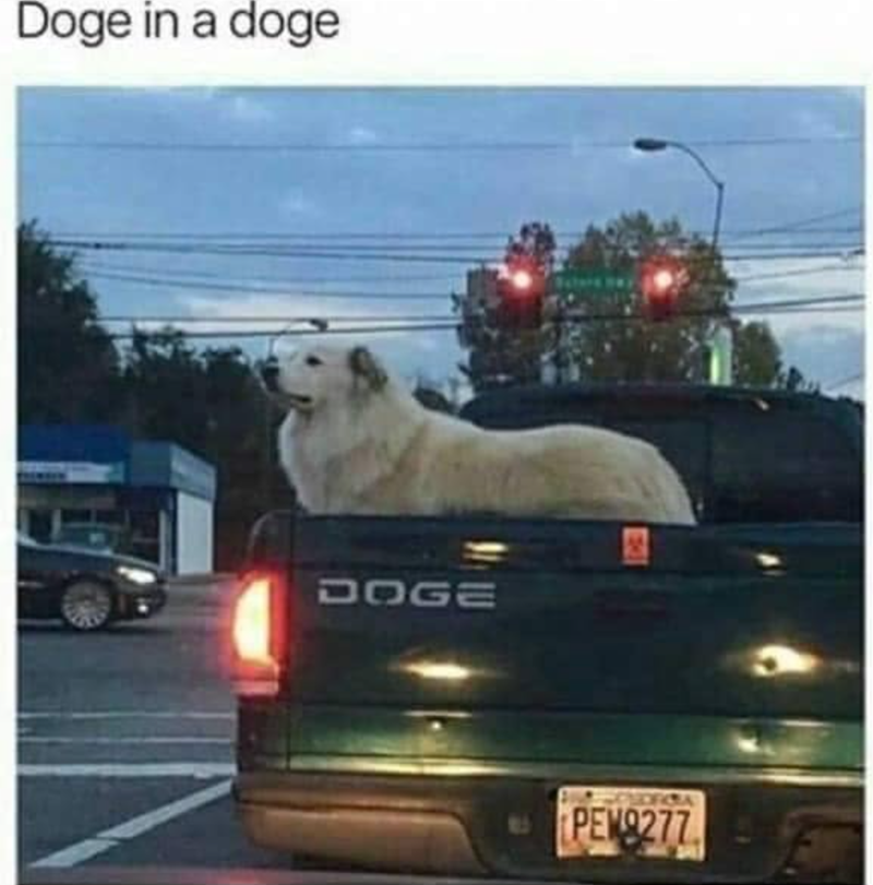 Doge in a doge DOGE PEW9277