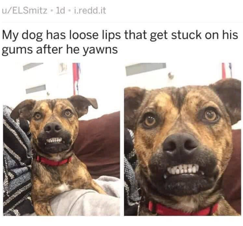 u/ELSmitz ⚫ld • i.redd.it My dog has loose lips that get stuck on his gums after he yawns
