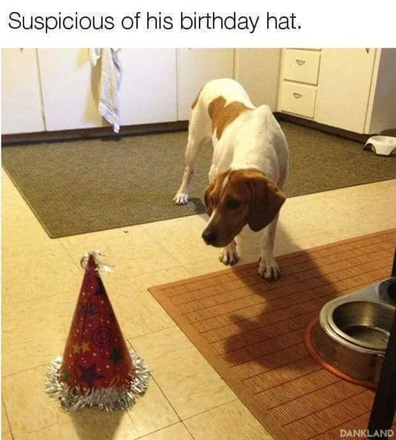 Suspicious of his birthday hat. DANKLAND