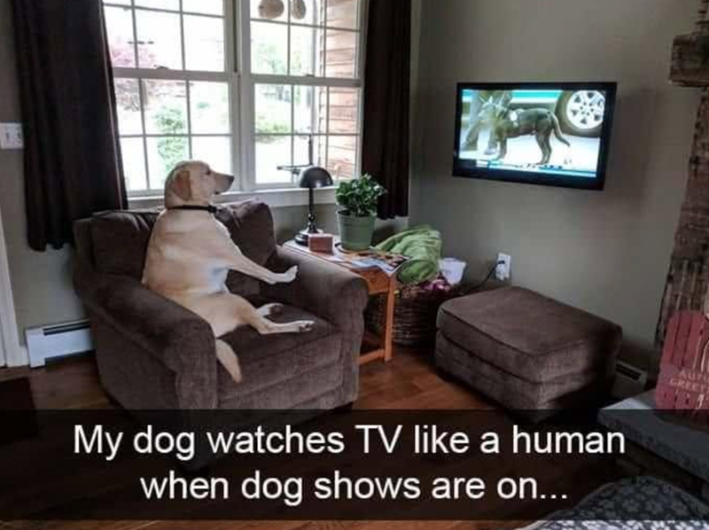 My dog watches TV like a human when dog shows are on...