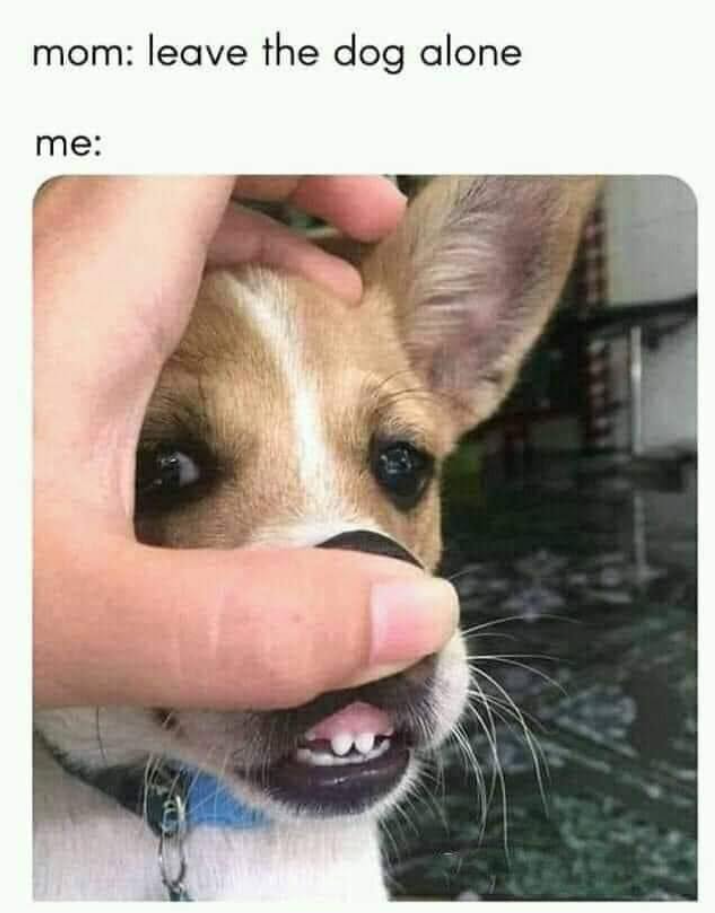 mom: leave the dog alone me: