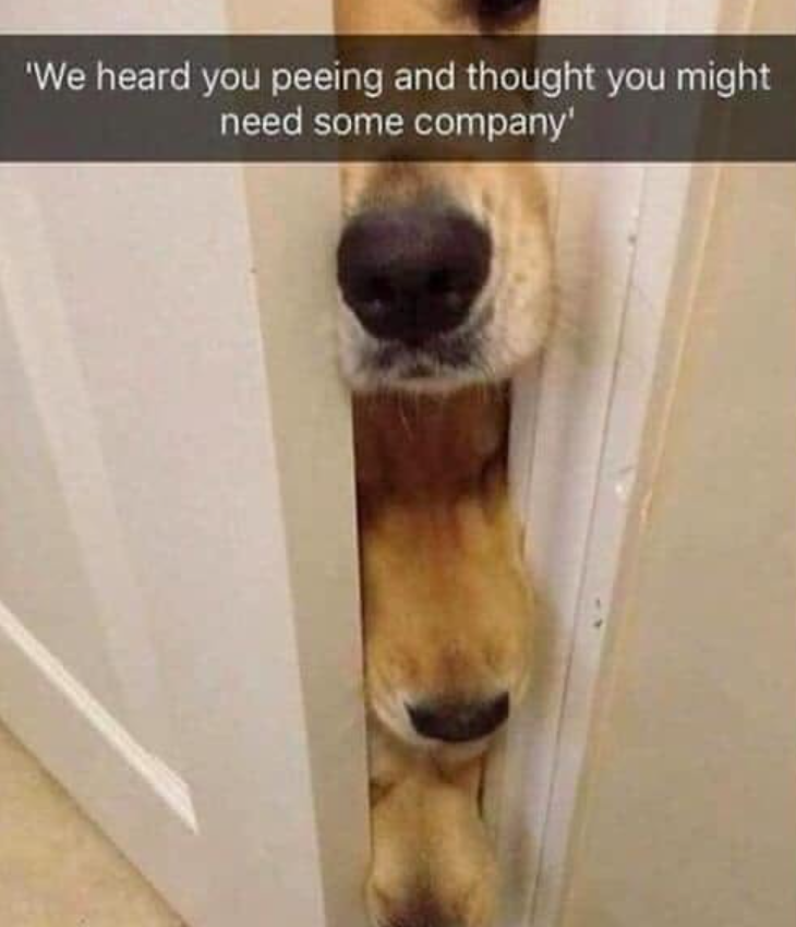 'We heard you peeing and thought you might need some company'