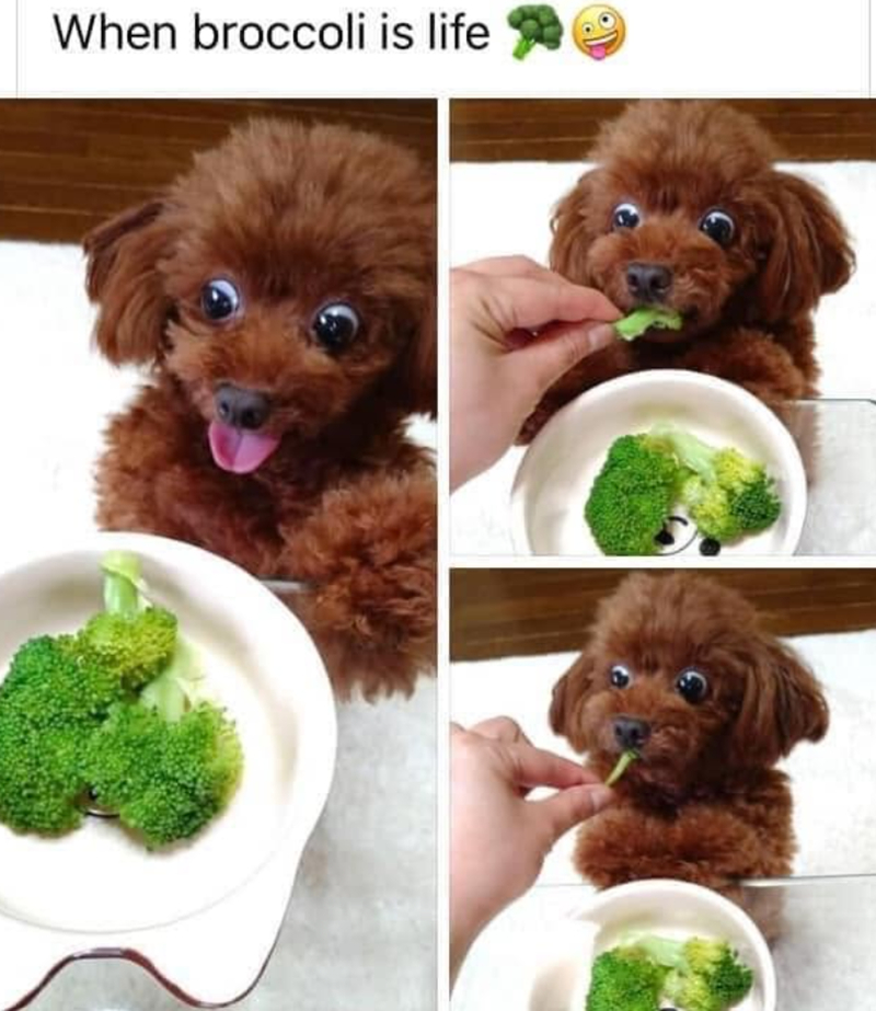 When broccoli is life