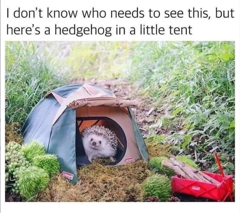 I don't know who needs to see this, but here's a hedgehog in a little tent