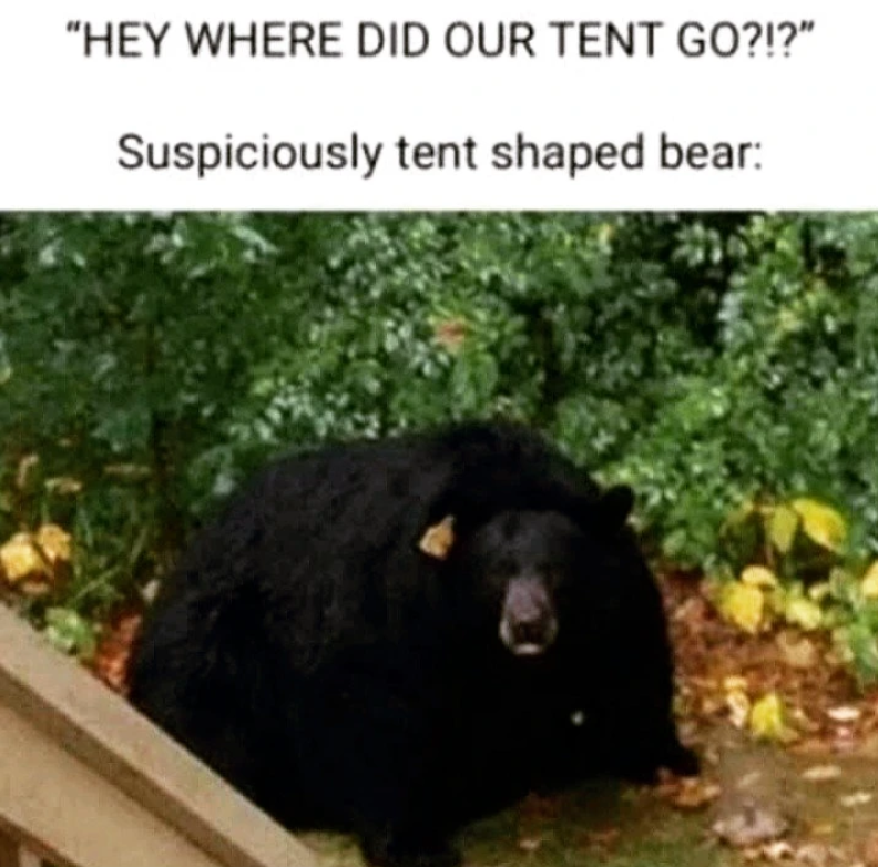 "HEY WHERE DID OUR TENT GO?!?" Suspiciously tent shaped bear: