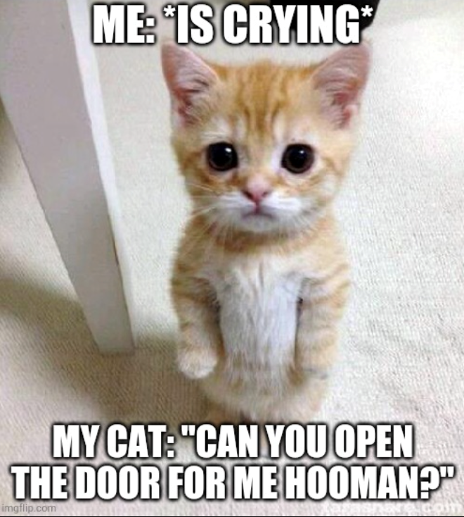 ME: *IS CRYING* MY CAT: "CAN YOU OPEN THE DOOR FOR ME HOOMAN?" imgflip.com