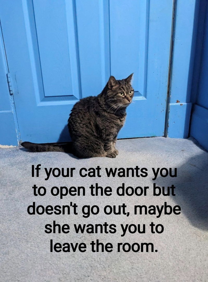 If your cat wants you to open the door but doesn't go out, maybe she wants you to leave the room.