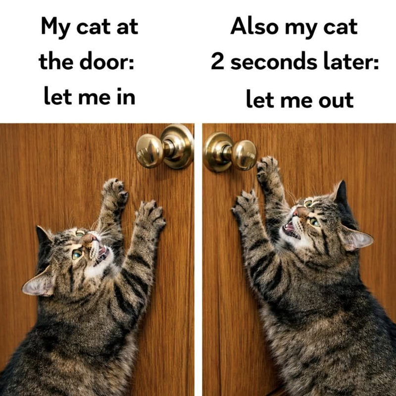 My cat at the door: let me in Also my cat 2 seconds later: let me out