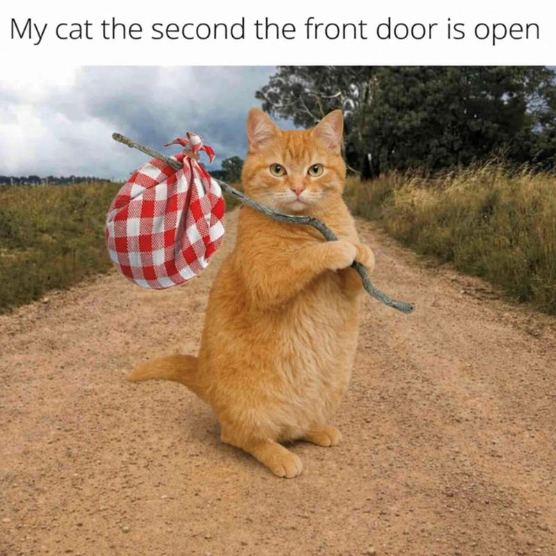 My cat the second the front door is open.