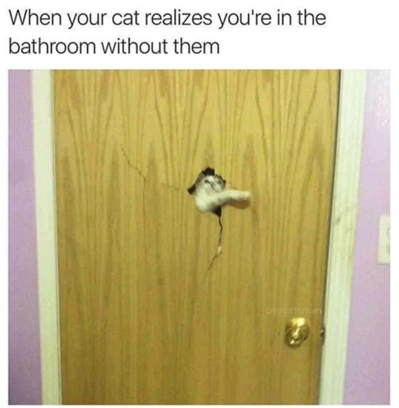 When your cat realizes you're in the bathroom without them Otumtortom