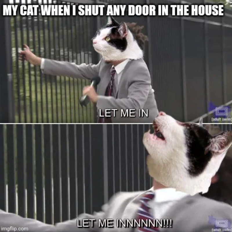 MY CAT WHEN I SHUT ANY DOOR IN THE HOUSE LET ME IN [adult swim LET ME INNNNNN!!!! imgflip.com [adalt swim