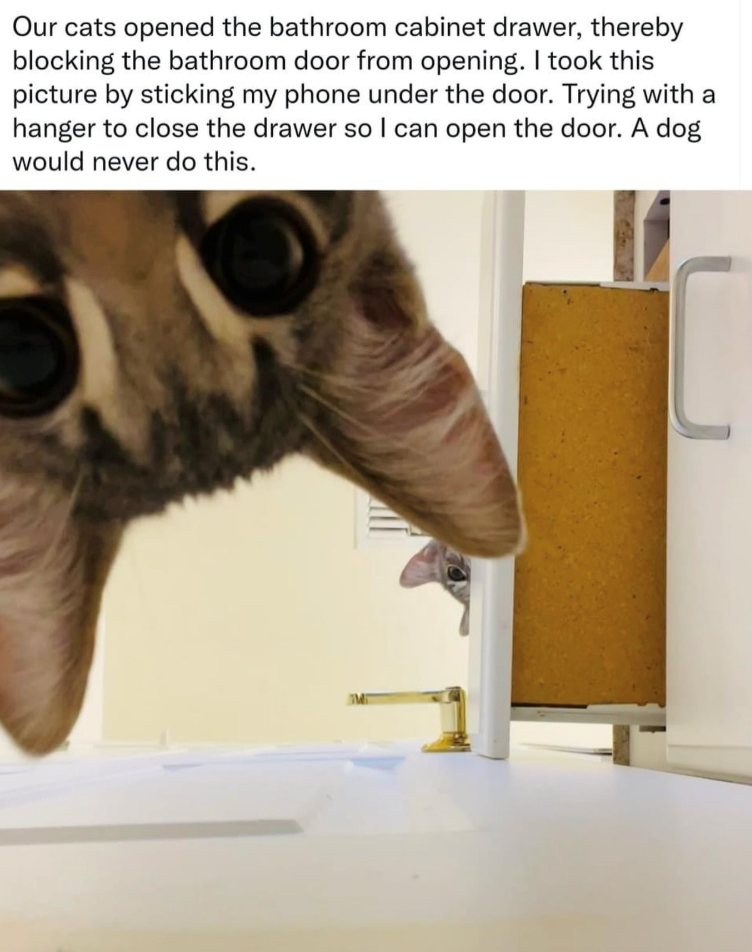 Our cats opened the bathroom cabinet drawer, thereby blocking the bathroom door from opening. I took this picture by sticking my phone under the door. Trying with a hanger to close the drawer so I can open the door. A dog would never do this. MI