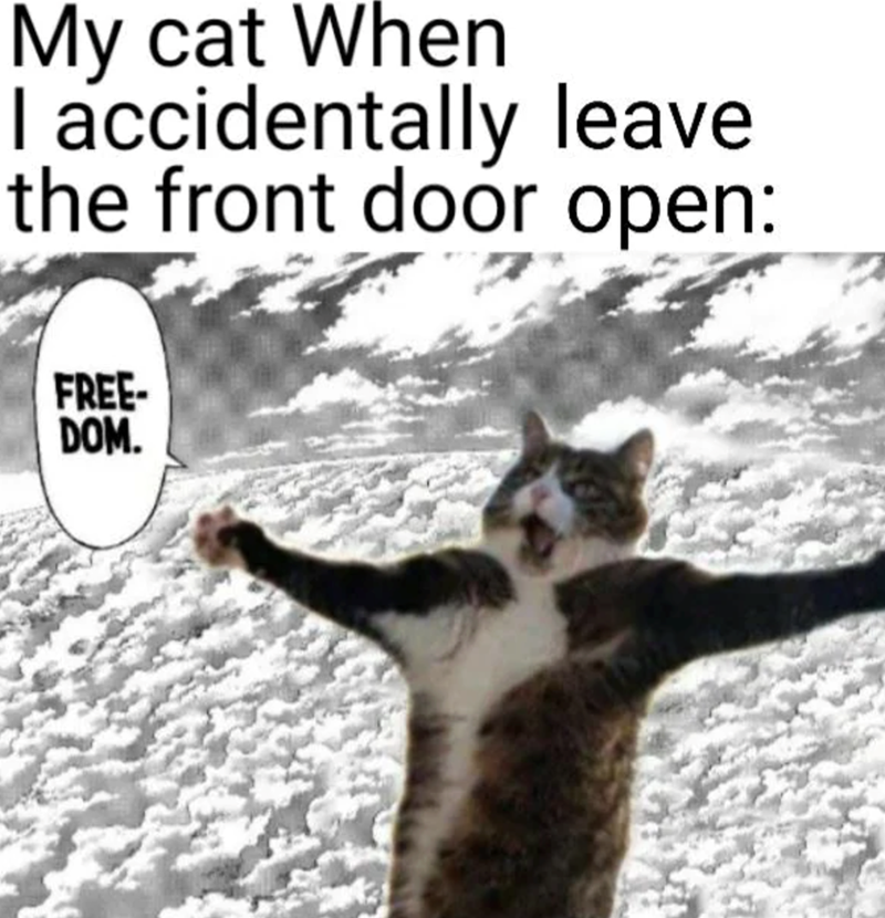 My cat When I accidentally leave the front door open: FREE- DOM.