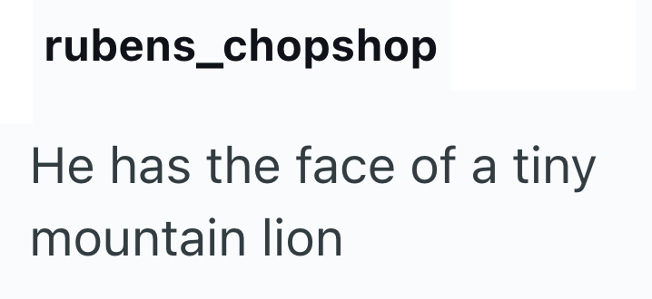 rubens_chopshop He has the face of a tiny mountain lion