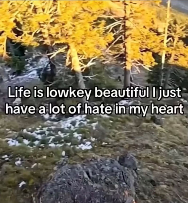 Life is lowkey beautiful I just have a lot of hate in my heart
