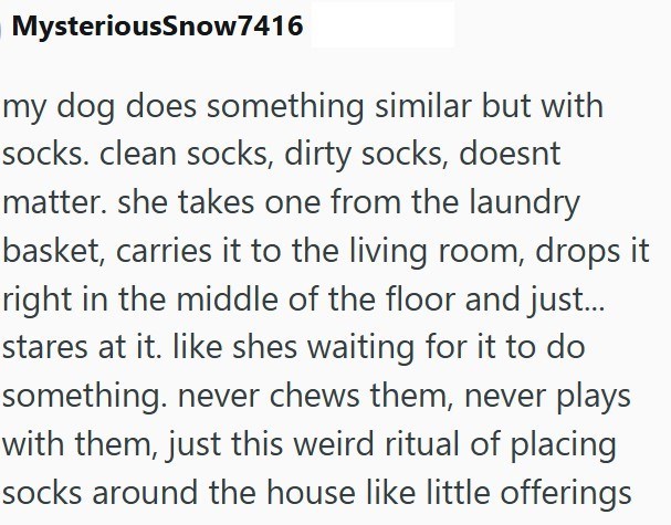MysteriousSnow7416 my dog does something similar but with socks. clean socks, dirty socks, doesnt matter. she takes one from the laundry basket, carries it to the living room, drops it right in the middle of the floor and just... stares at it. like shes waiting for it to do something. never chews them, never plays with them, just this weird ritual of placing socks around the house like little offerings