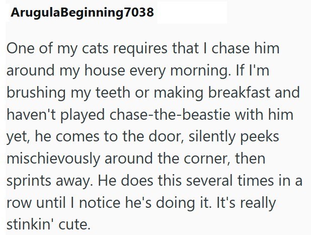 ArugulaBeginning 7038 One of my cats requires that I chase him around my house every morning. If I'm brushing my teeth or making breakfast and haven't played chase-the-beastie with him yet, he comes to the door, silently peeks mischievously around the corner, then sprints away. He does this several times in a row until I notice he's doing it. It's really stinkin' cute.