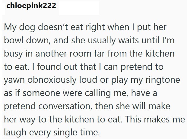 chloepink222 My dog doesn't eat right when I put her bowl down, and she usually waits until I'm busy in another room far from the kitchen to eat. I found out that I can pretend to yawn obnoxiously loud or play my ringtone as if someone were calling me, have a pretend conversation, then she will make her way to the kitchen to eat. This makes me laugh every single time.