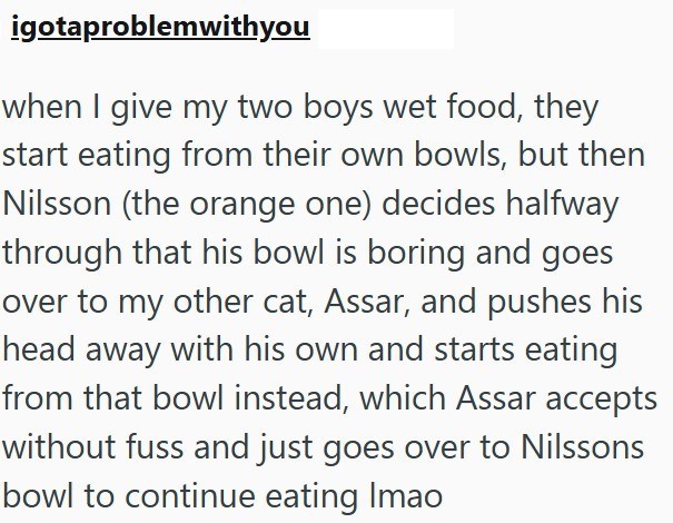 igotaproblemwithyou when I give my two boys wet food, they start eating from their own bowls, but then Nilsson (the orange one) decides halfway through that his bowl is boring and goes over to my other cat, Assar, and pushes his head away with his own and starts eating from that bowl instead, which Assar accepts without fuss and just goes over to Nilssons bowl to continue eating Imao