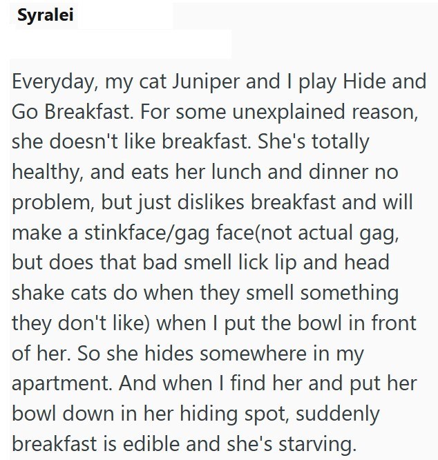 Syralei Everyday, my cat Juniper and I play Hide and Go Breakfast. For some unexplained reason, she doesn't like breakfast. She's totally healthy, and eats her lunch and dinner no problem, but just dislikes breakfast and will make a stinkface/gag face(not actual gag, but does that bad smell lick lip and head shake cats do when they smell something they don't like) when I put the bowl in front of her. So she hides somewhere in my apartment. And when I find her and put her bowl down in her hiding
