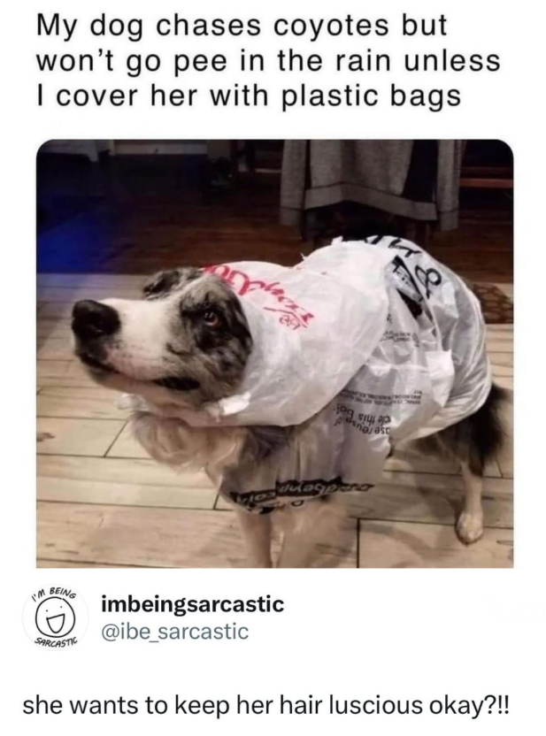My dog chases coyotes but won't go pee in the rain unless I cover her with plastic bags & I'M BEING SARCASTIC imbeingsarcastic @ibe_sarcastic she wants to keep her hair luscious okay?!!