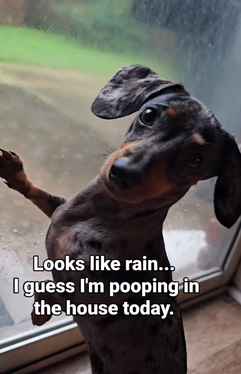 Looks like rain... I guess I'm pooping in the house today.