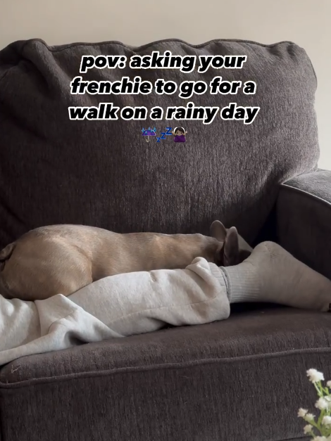 pov: asking your frenchie to go for a walk on a rainy day