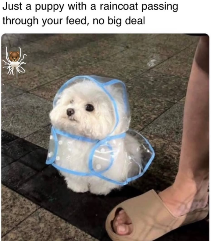 Just a puppy with a raincoat passing through your feed, no big deal