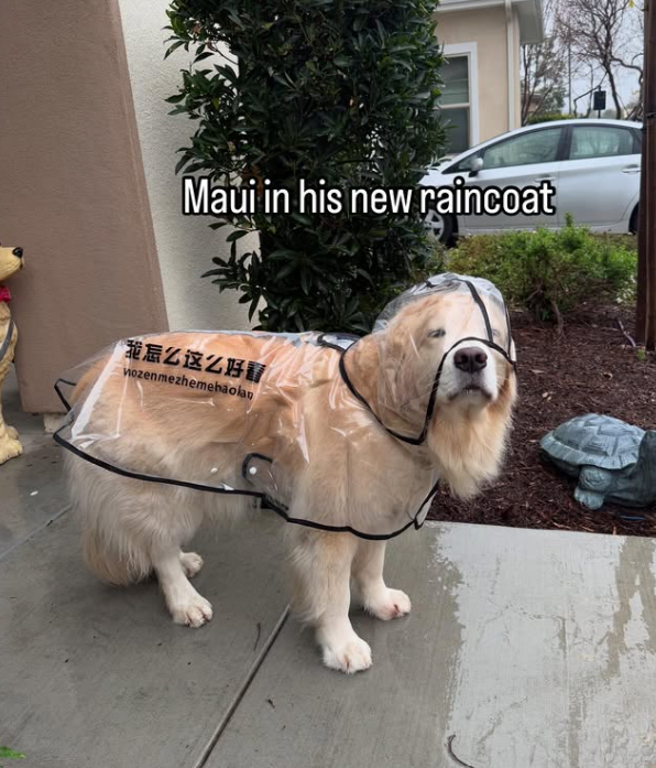 Maui in his new raincoat 我怎么这么好看 wozenmezhemehaolan