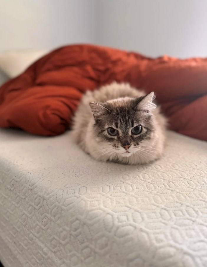 1717