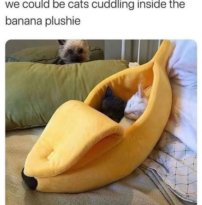 we could be cats cuddling inside the banana plushie