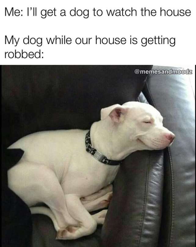 Me: I'll get a dog to watch the house My dog while our house is getting robbed: @memesandmoodz