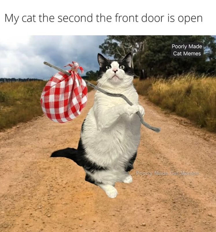 My cat the second the front door is open Poorly Made Cat Memes Poorly Made Cat Memes