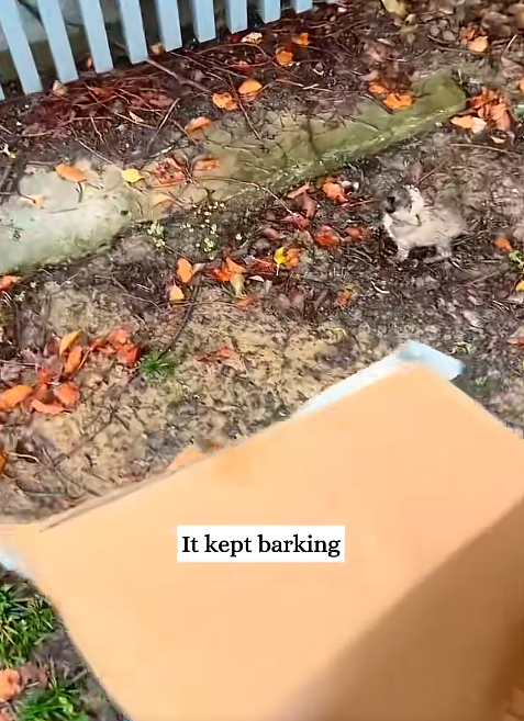 It kept barking