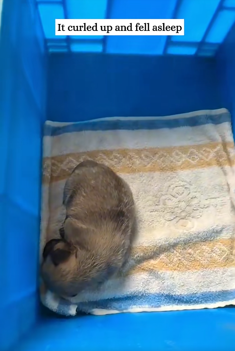 It curled up and fell asleep