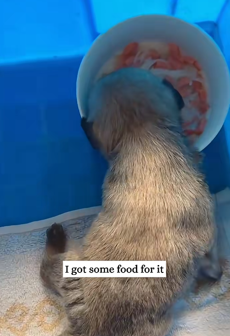 I got some food for it