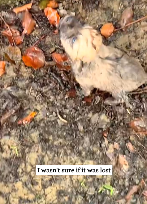 I wasn't sure if it was lost
