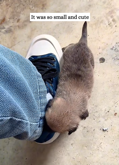 It was so small and cute
