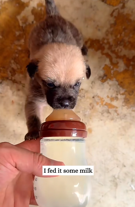 90 60 I fed it some milk