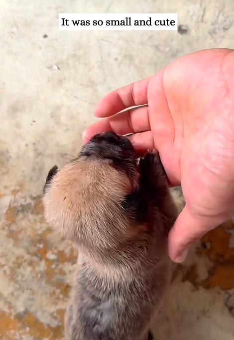 It was so small and cute
