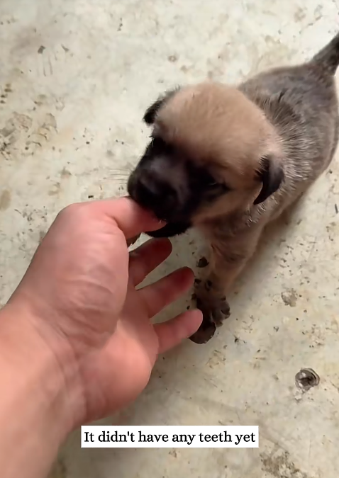 It didn't have any teeth yet